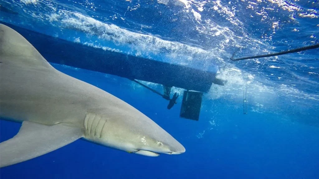 Tiburón blanco ataca en México, hay tres muertos