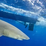 Tiburón blanco ataca en México, hay tres muertos