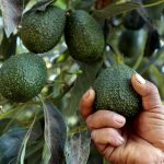 Precio de aguacate en el nivel más bajo.