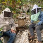 Reubicaron dos enjambres de abeja