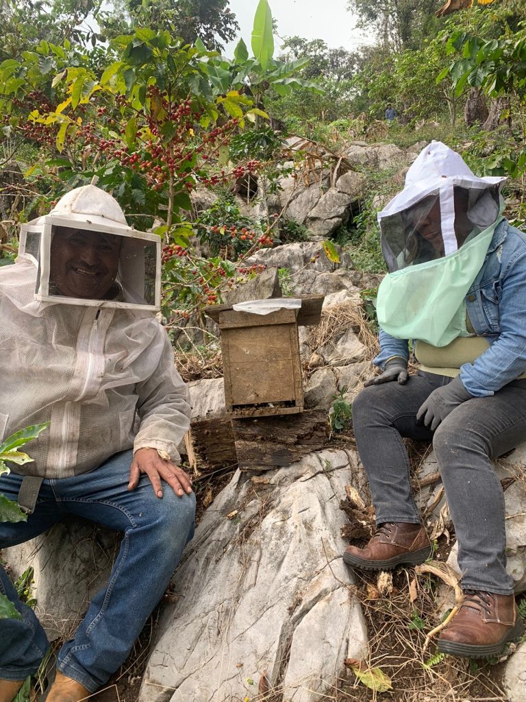 Reubicaron dos enjambres de abeja