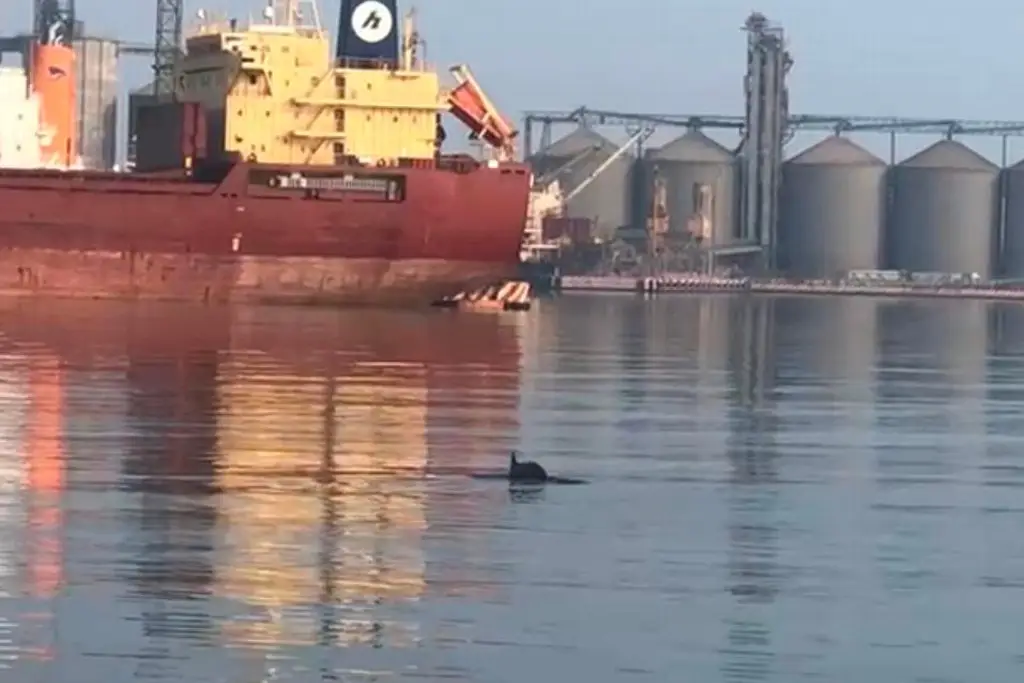 Delfines en malecón de Veracruz