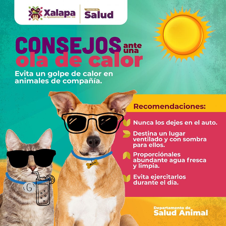 ¡Cuida a tus mascotas de las altas temperaturas!