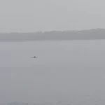 Delfines en Veracruz