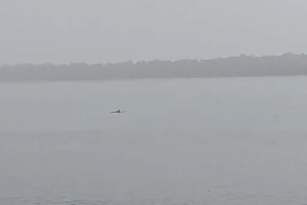 Delfines en Veracruz