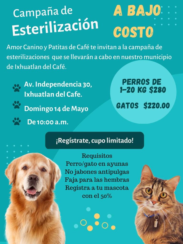 Campaña de esterilización en Ixhuatlán del Café
