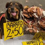 Él es Kaleb, el perrito comerciante