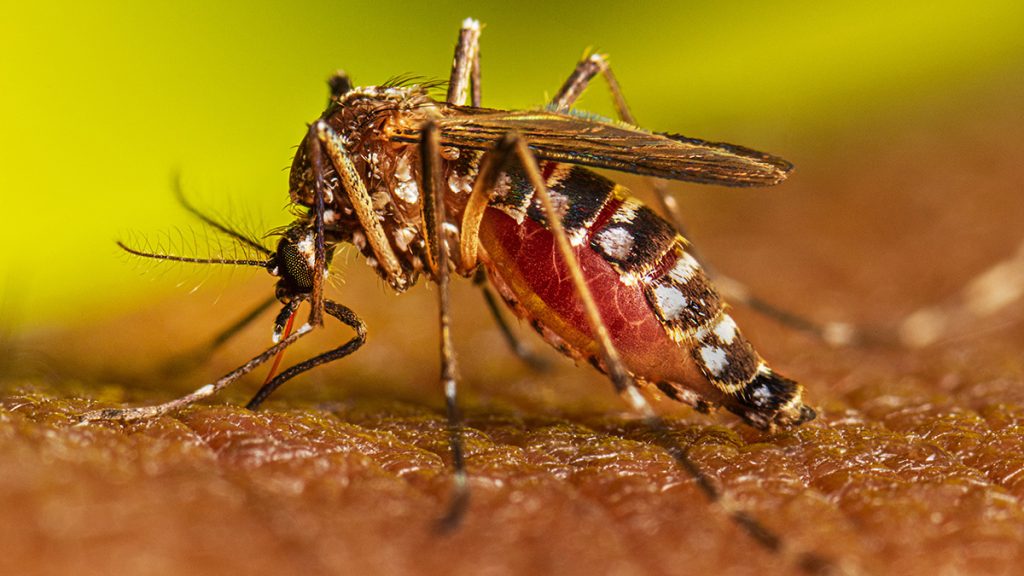 Circulan en Veracruz 2 variantes agresivas de Dengue, alertan médicos